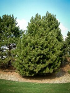 Сосна Чёрная (Pinus Nigra) купить по цене от 270.00р. в интернет-магазине «Посадика» с доставкой почтой в в Рузае и по всей России – [изображение №1].