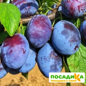 Слива Чачакская ранняя купить по цене от 229.00р. в интернет-магазине «Посадика» с доставкой почтой в в Рузае и по всей России – [изображение №1].