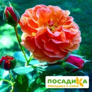 Роза Арабия купить по цене от 350.00р. в интернет-магазине «Посадика» с доставкой почтой в в Рузае и по всей России – [изображение №1].