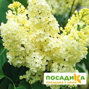 Сирень Примроуз (Primrose) купить по цене от 529.00р. в интернет-магазине «Посадика» с доставкой почтой в в Рузае и по всей России – [изображение №1].