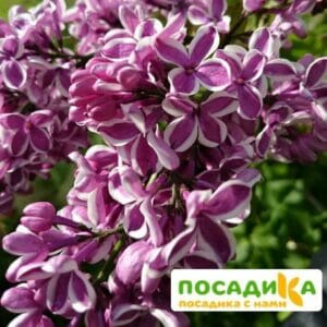 Сирень Сенсация купить по цене от 529.00р. в интернет-магазине «Посадика» с доставкой почтой в в Рузае и по всей России – [изображение №1].