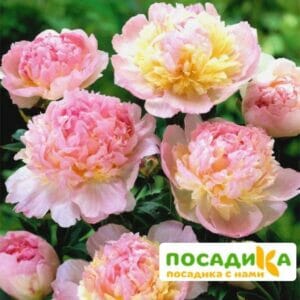 Пион Распберри Сандей (Paeonia Raspberry Sundae) купить по цене от 959р. в интернет-магазине «Посадика» с доставкой почтой в в Рузае и по всей России – [изображение №1].