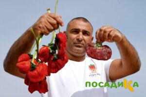 Клубника Гигант Джорнея купить по цене от 266р. в интернет-магазине «Посадика» с доставкой почтой в в Рузае и по всей России – [изображение №1].