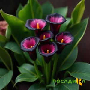 Калла Аура Лейс купить по цене от 400р. в интернет-магазине «Посадика» с доставкой почтой в в Рузае и по всей России – [изображение №1].