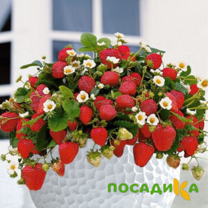 Клубника Рубиновый Шепот (горшечная) купить по цене от 240р. в интернет-магазине «Посадика» с доставкой почтой в в Рузае и по всей России – [изображение №1].