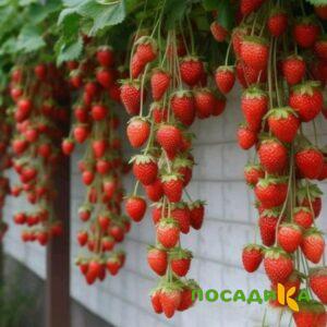 Клубника вьющаяся Комплимент купить по цене от 470р. в интернет-магазине «Посадика» с доставкой почтой в в Рузае и по всей России – [изображение №1].