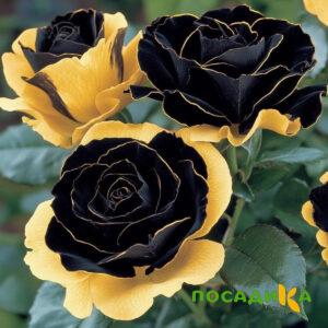 Роза Ханни Сикл купить по цене от 700р. в интернет-магазине «Посадика» с доставкой почтой в в Рузае и по всей России – [изображение №1].