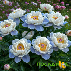 Пион акварельный Этюд купить по цене от 806р. в интернет-магазине «Посадика» с доставкой почтой в в Рузае и по всей России – [изображение №1].