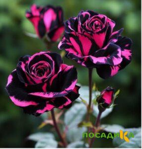 Роза Багровый Шепот купить по цене от 366р. в интернет-магазине «Посадика» с доставкой почтой в в Рузае и по всей России – [изображение №1].