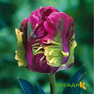 Тюльпан Экзотик Хэвен купить по цене от 186р. в интернет-магазине «Посадика» с доставкой почтой в в Рузае и по всей России – [изображение №1].