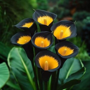 Калла Легато купить по цене от 620р. в интернет-магазине «Посадика» с доставкой почтой в в Рузае и по всей России – [изображение №1].