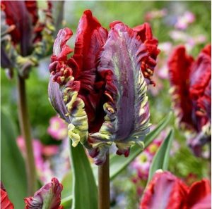 Тюльпан Рококо купить по цене от 350р. в интернет-магазине «Посадика» с доставкой почтой в в Рузае и по всей России – [изображение №1].