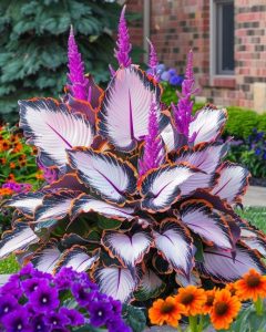 Хоста Кримэн Дрим купить по цене от 549р. в интернет-магазине «Посадика» с доставкой почтой в в Рузае и по всей России – [изображение №1].