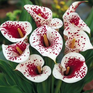 Калла Эмпайр купить по цене от 302р. в интернет-магазине «Посадика» с доставкой почтой в в Рузае и по всей России – [изображение №1].