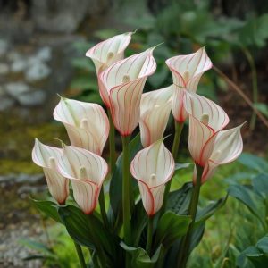 Калла Глейшер купить по цене от 299р. в интернет-магазине «Посадика» с доставкой почтой в в Рузае и по всей России – [изображение №1].