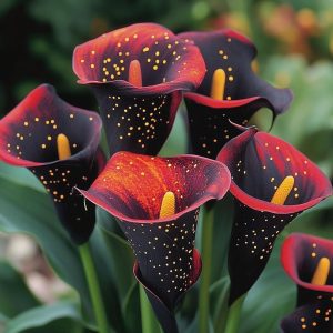 Калла Нуар купить по цене от 299р. в интернет-магазине «Посадика» с доставкой почтой в в Рузае и по всей России – [изображение №1].