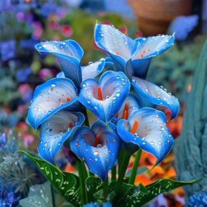 Калла Портрейт купить по цене от 292р. в интернет-магазине «Посадика» с доставкой почтой в в Рузае и по всей России – [изображение №1].