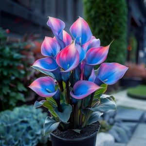 Калла Импрессия купить по цене от 590р. в интернет-магазине «Посадика» с доставкой почтой в в Рузае и по всей России – [изображение №1].