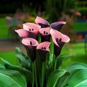 Калла Энигма купить по цене от 291р. в интернет-магазине «Посадика» с доставкой почтой в в Рузае и по всей России – [изображение №1].