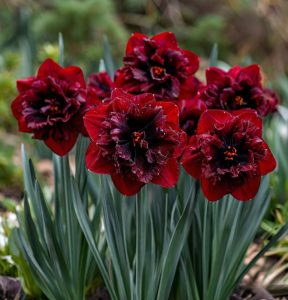 Нарцисс Сапфировый Бриз купить по цене от 3000р. в интернет-магазине «Посадика» с доставкой почтой в в Рузае и по всей России – [изображение №1].