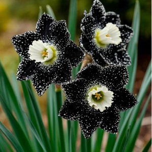 Нарцисс Кассата купить по цене от 372р. в интернет-магазине «Посадика» с доставкой почтой в в Рузае и по всей России – [изображение №1].