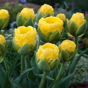 Тюльпан махровый Ванила Коп купить по цене от 159р. в интернет-магазине «Посадика» с доставкой почтой в в Рузае и по всей России – [изображение №1].