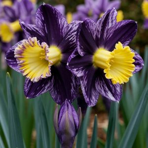 Нарцисс Акропоис купить по цене от 382р. в интернет-магазине «Посадика» с доставкой почтой в в Рузае и по всей России – [изображение №1].