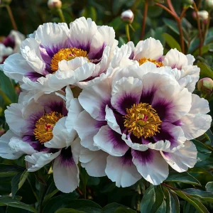 Пион Эко Саммер купить по цене от 548р. в интернет-магазине «Посадика» с доставкой почтой в в Рузае и по всей России – [изображение №1].