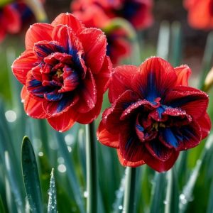 Нарцисс Эрличе купить по цене от 386р. в интернет-магазине «Посадика» с доставкой почтой в в Рузае и по всей России – [изображение №1].