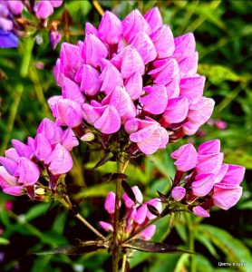 Флокс Бутоник купить по цене от 461р. в интернет-магазине «Посадика» с доставкой почтой в в Рузае и по всей России – [изображение №1].