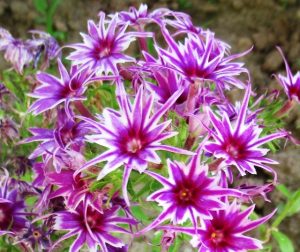 Флокс Звездное Кружево купить по цене от 361р. в интернет-магазине «Посадика» с доставкой почтой в в Рузае и по всей России – [изображение №1].